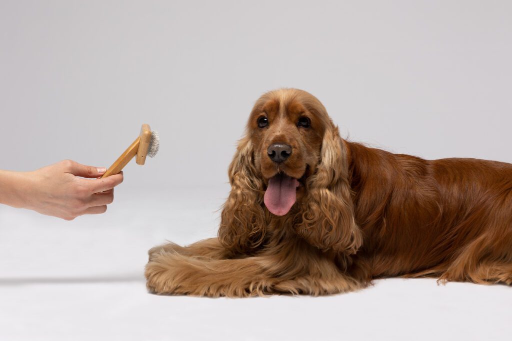 BAÙ EMOZIONALE CON CANI 2023 — foto 7