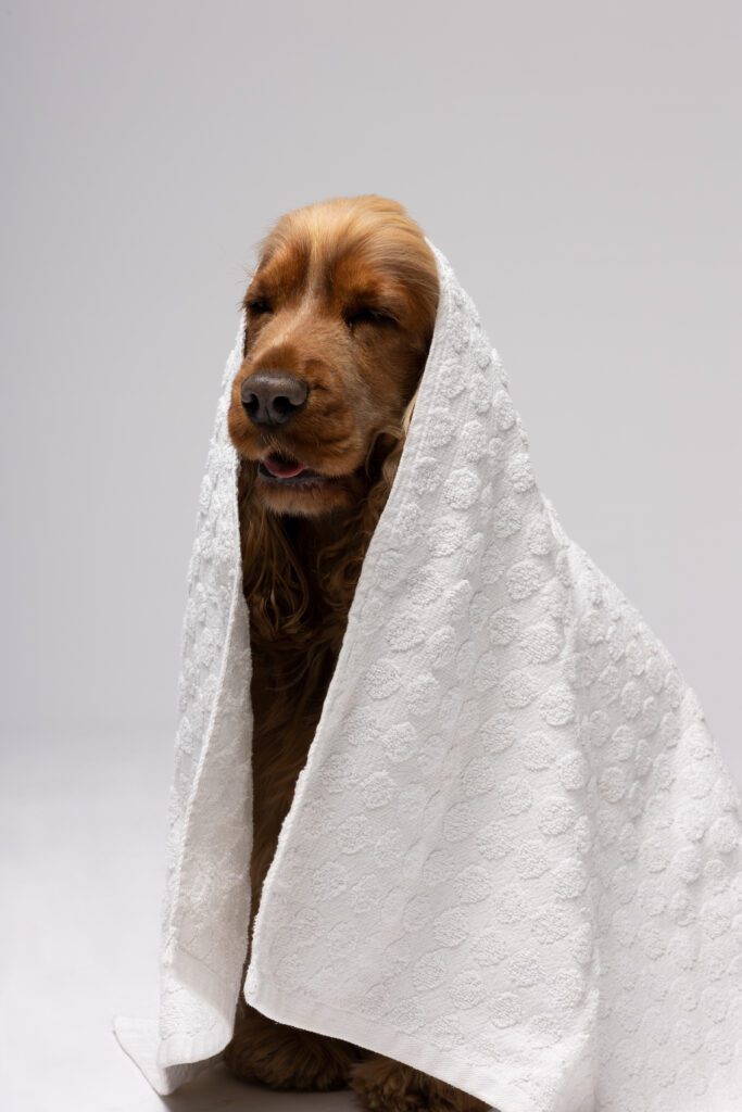 BAÙ EMOZIONALE CON CANI 2023 — foto 12