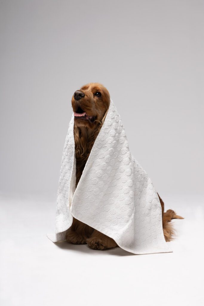 BAÙ EMOZIONALE CON CANI 2023 — foto 13