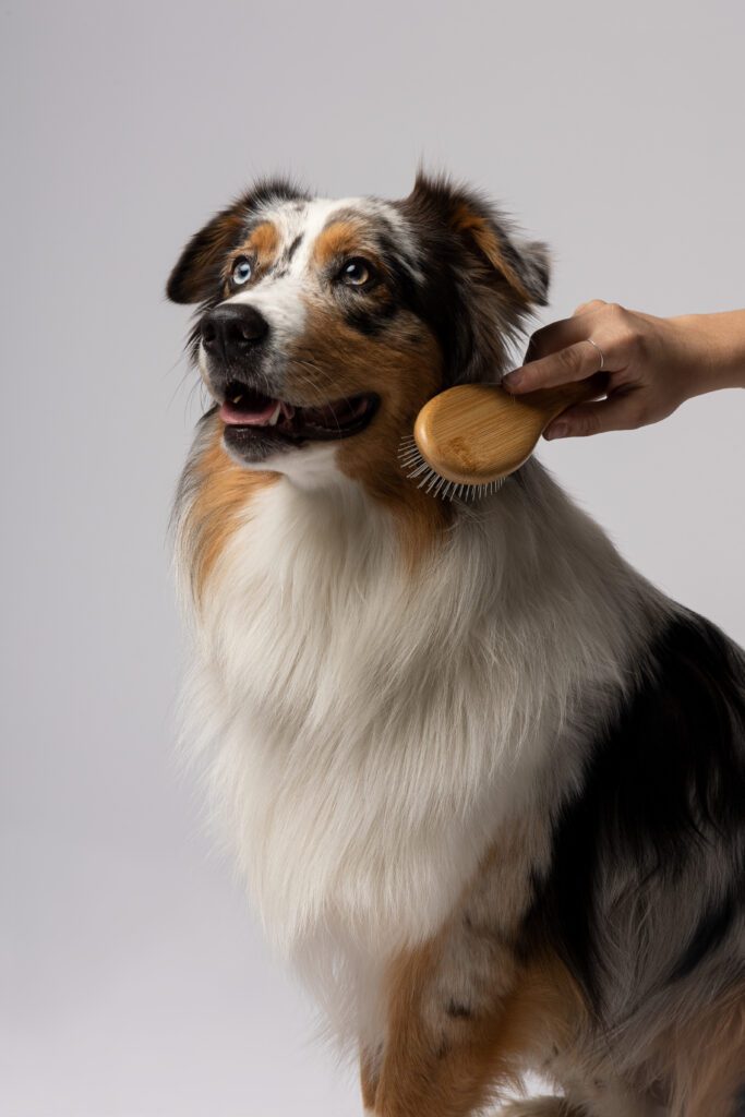 BAÙ EMOZIONALE CON CANI 2023 — foto 2